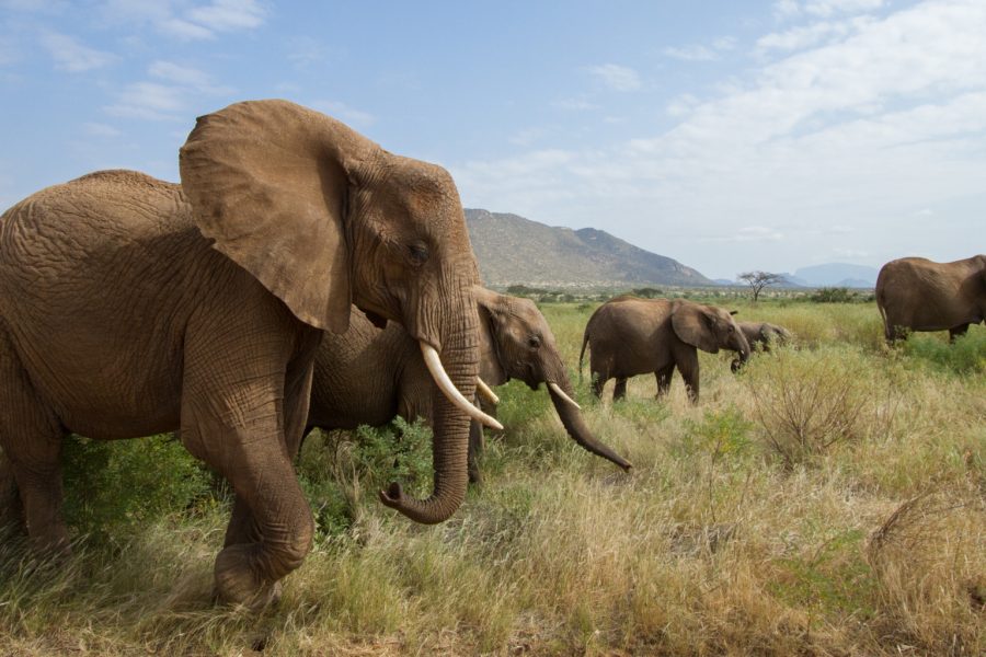 3 Days Samburu Luxury Lodge Safari