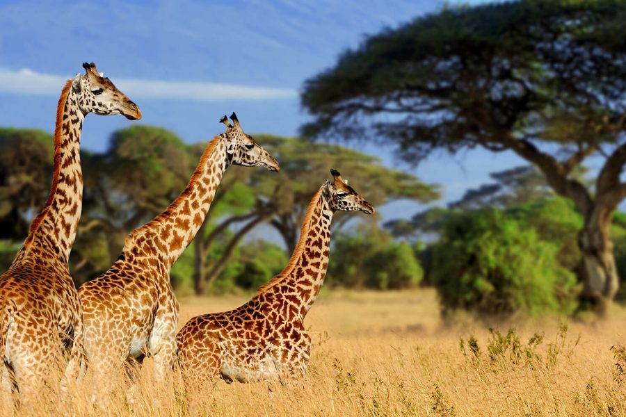 4 Days Lake Manyara / Ngorongoro / Tarangire Camping Safaris