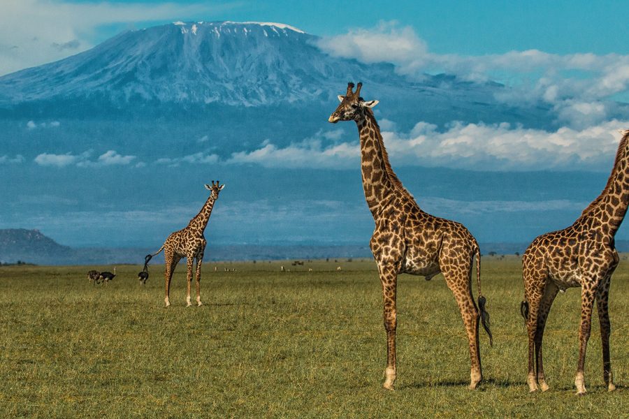 7 Days Masai Mara/ Nakuru/ Amboseli Camping Safaris