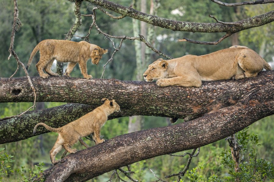 3 Days Ngorongoro / Lake Manyara Lodge Safaris