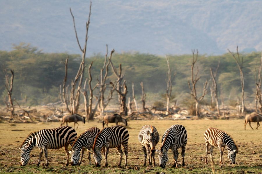 7 Days Lake Manyara / Ngongoro / Serengeti / Tangire Lodge Safaris