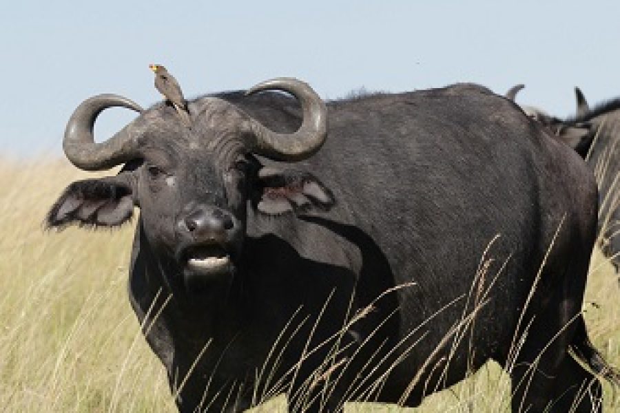 African Buffalo Wildlife