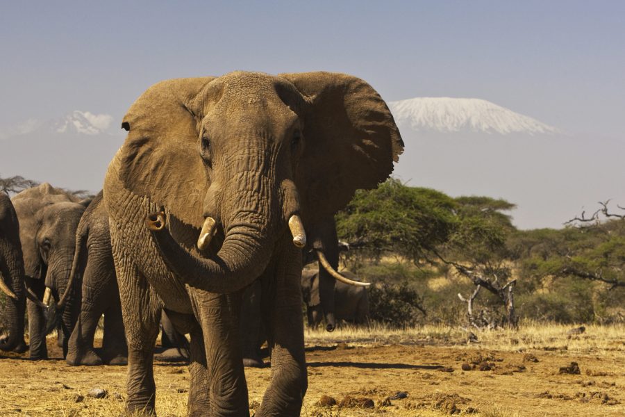 3 Days Amboseli Camping Safaris