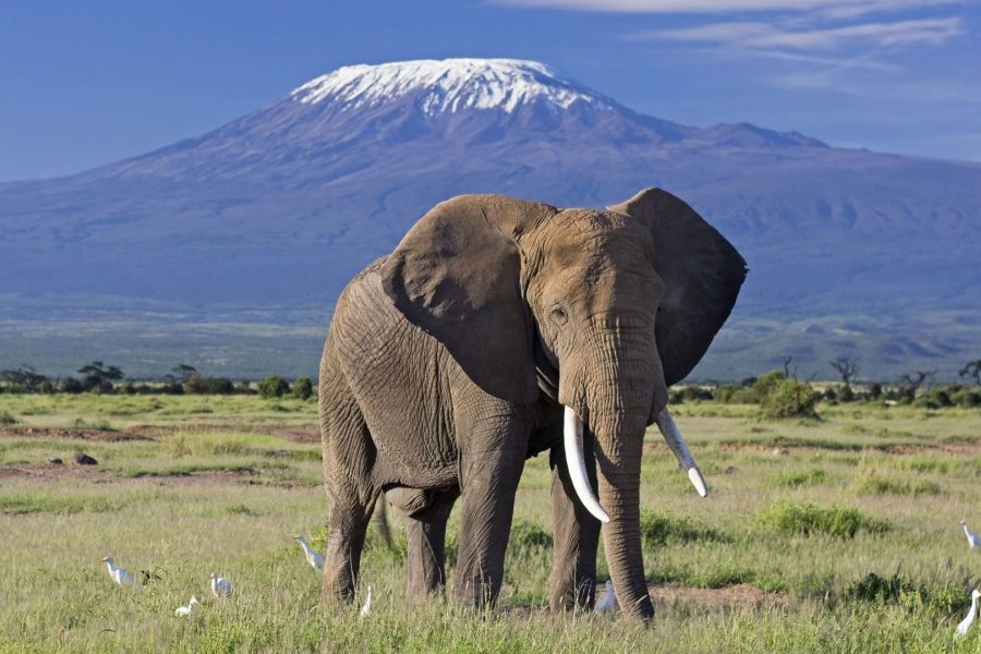 3 Days Amboseli Lodge Safaris