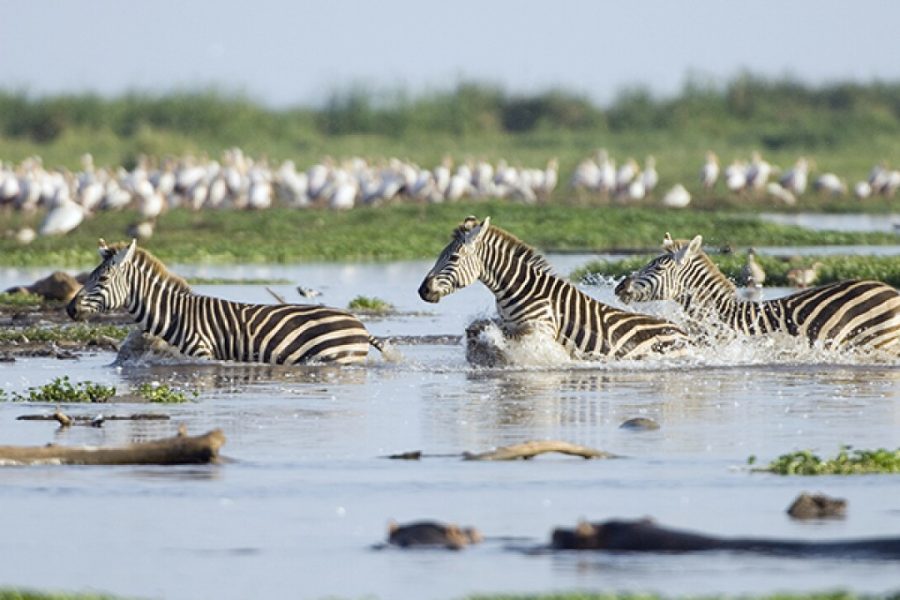 5 Days Lake Manyara / Ngorongoro Crater / Tarangire Lodge Safaris