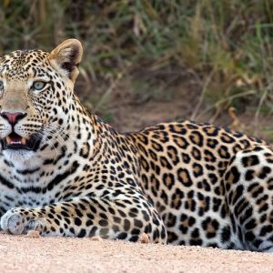 Lake Nakuru Leopard