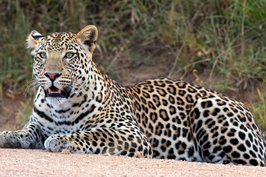 Lake Nakuru Leopard