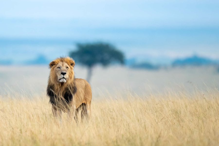 4 Days Masai Mara / Lake Nakuru Lodge Safaris