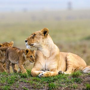 Best Kenya & Tanzania Safaris