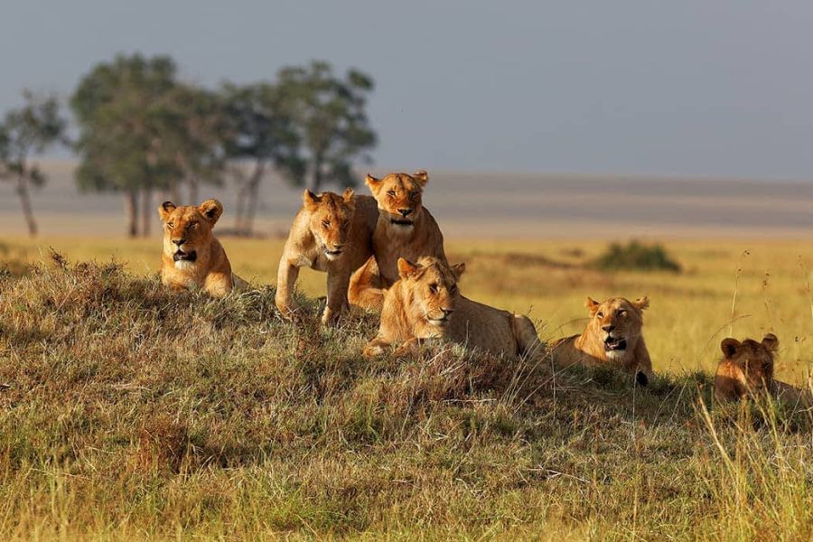 3 Days Masai Mara Lodge Safaris