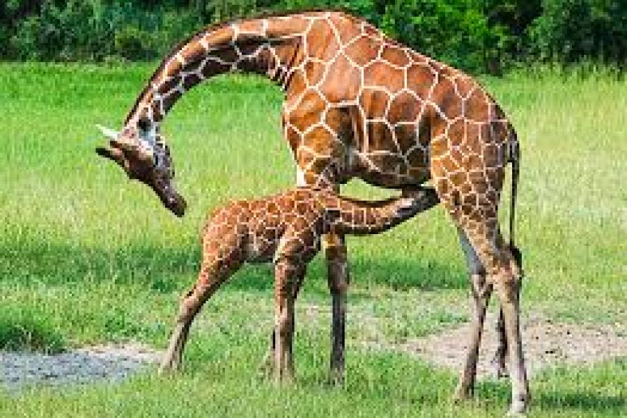 Reticulated Giraffe