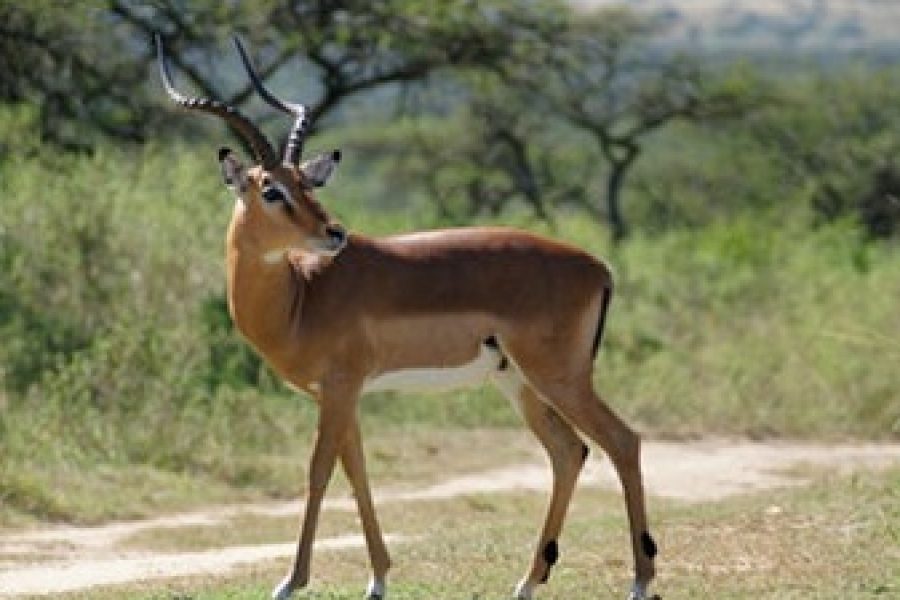 Samburu Antelope