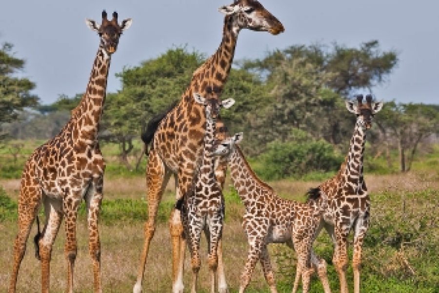 Samburu Giraffe