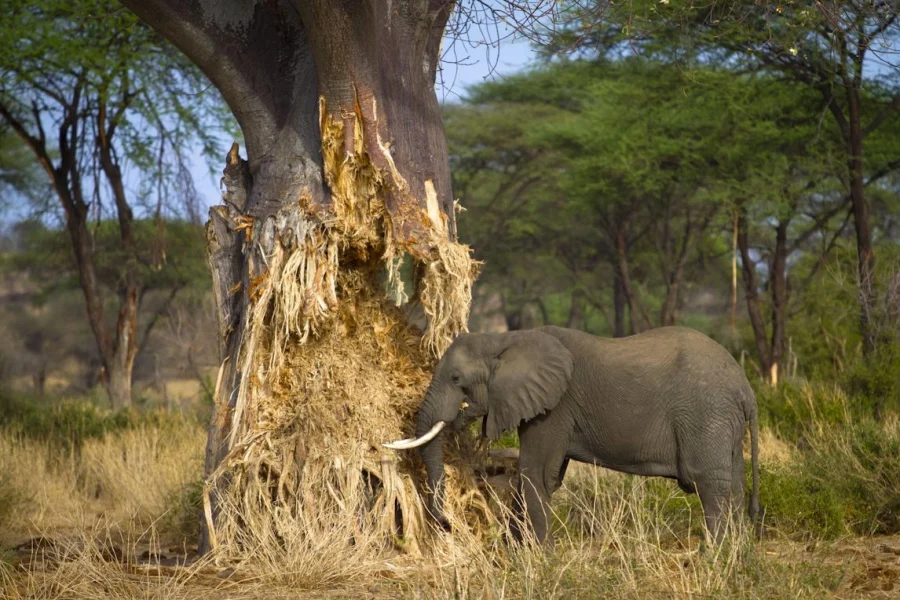 6-Day Safari to Tarangire, Ngorongoro Crater & Serengeti National Park