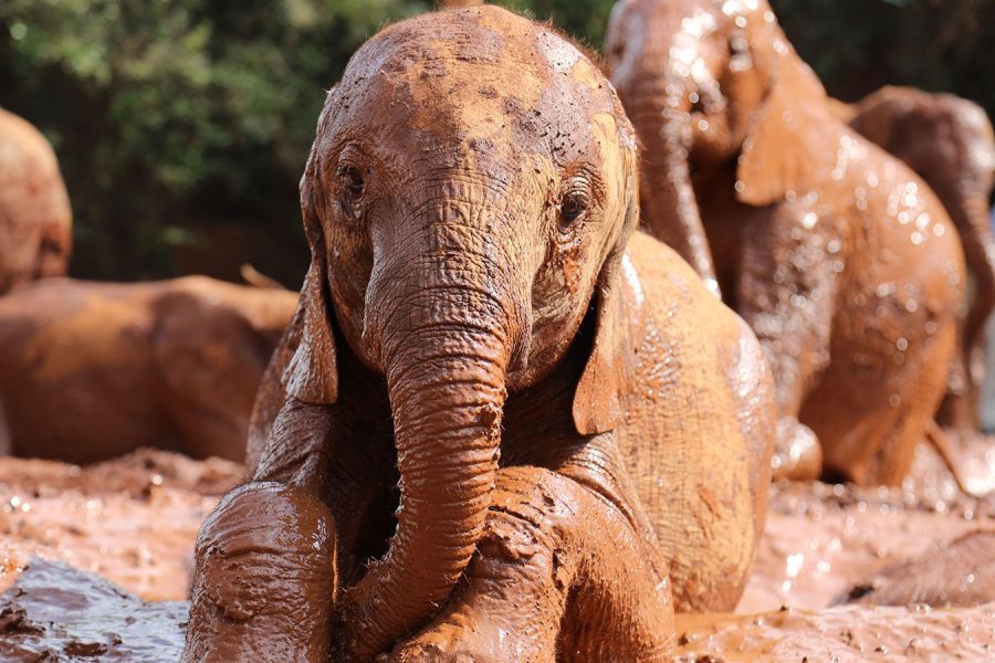 David Sheldrick Elephant Orphanage & Giraffe Center Day Tour