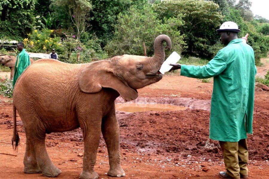 Giraffe Center, Elephant Orphanage & Bomas of Kenya Day Tour