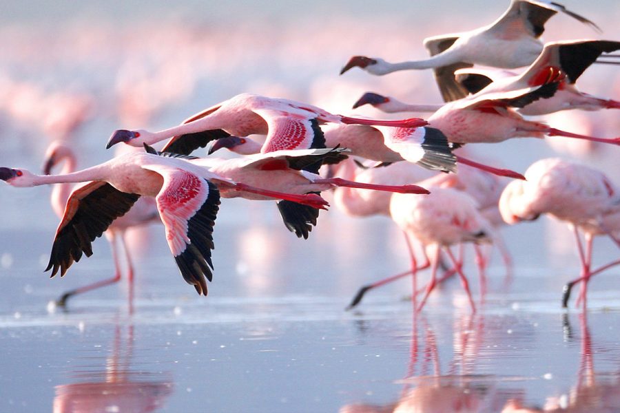 Lake Nakuru Day Trip