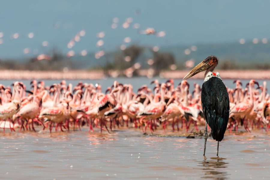 Hells Gate & Lake Naivasha Day Trip