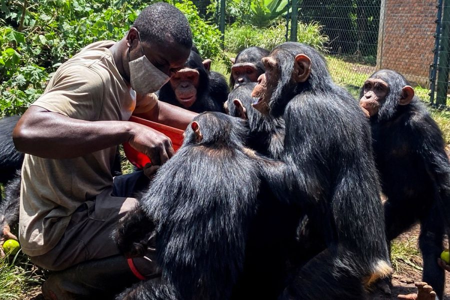 Full-Day Trip to Ol Pejeta Conservancy & Chimpanzee Sanctuary