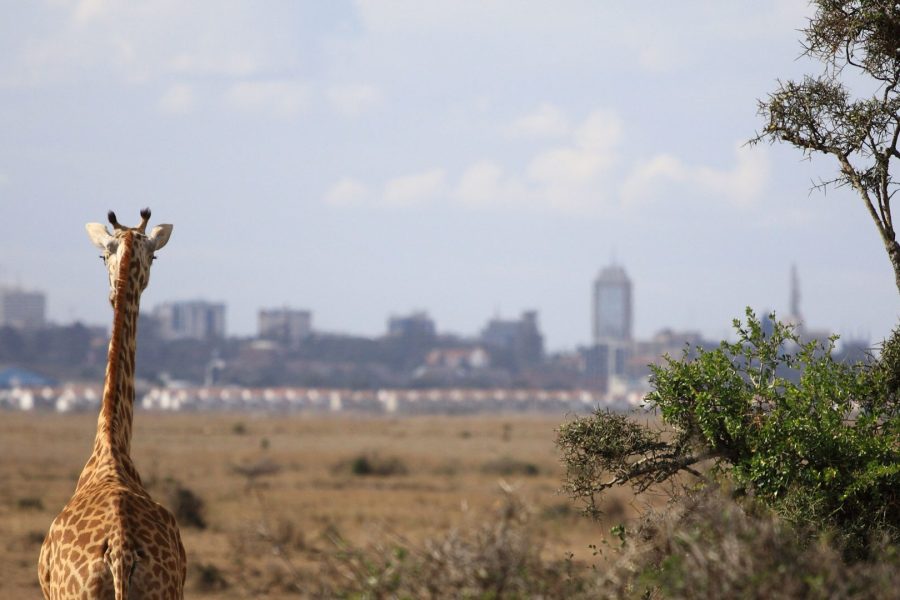 Nairobi National Park Half-Day Tour