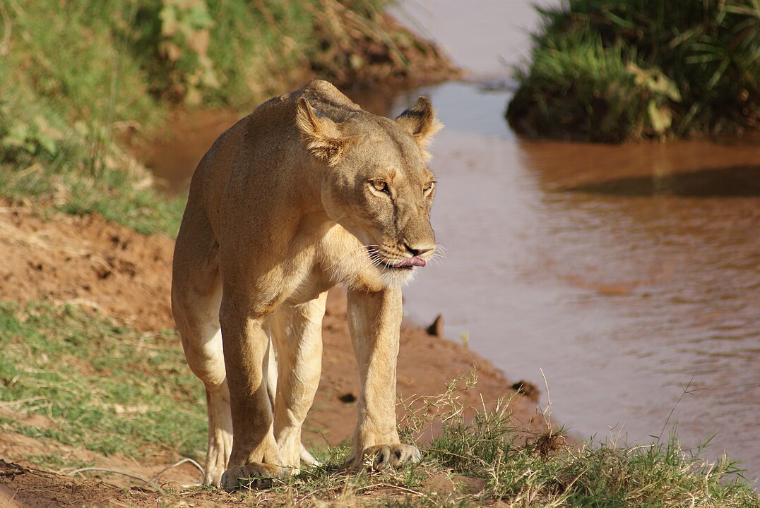 Panorama Safaris