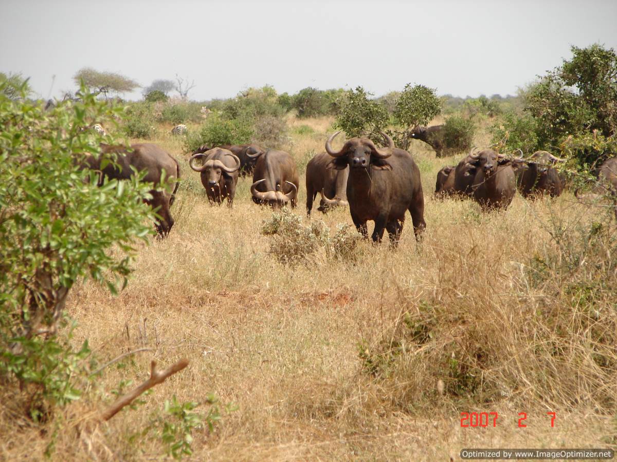 Panorama Safaris