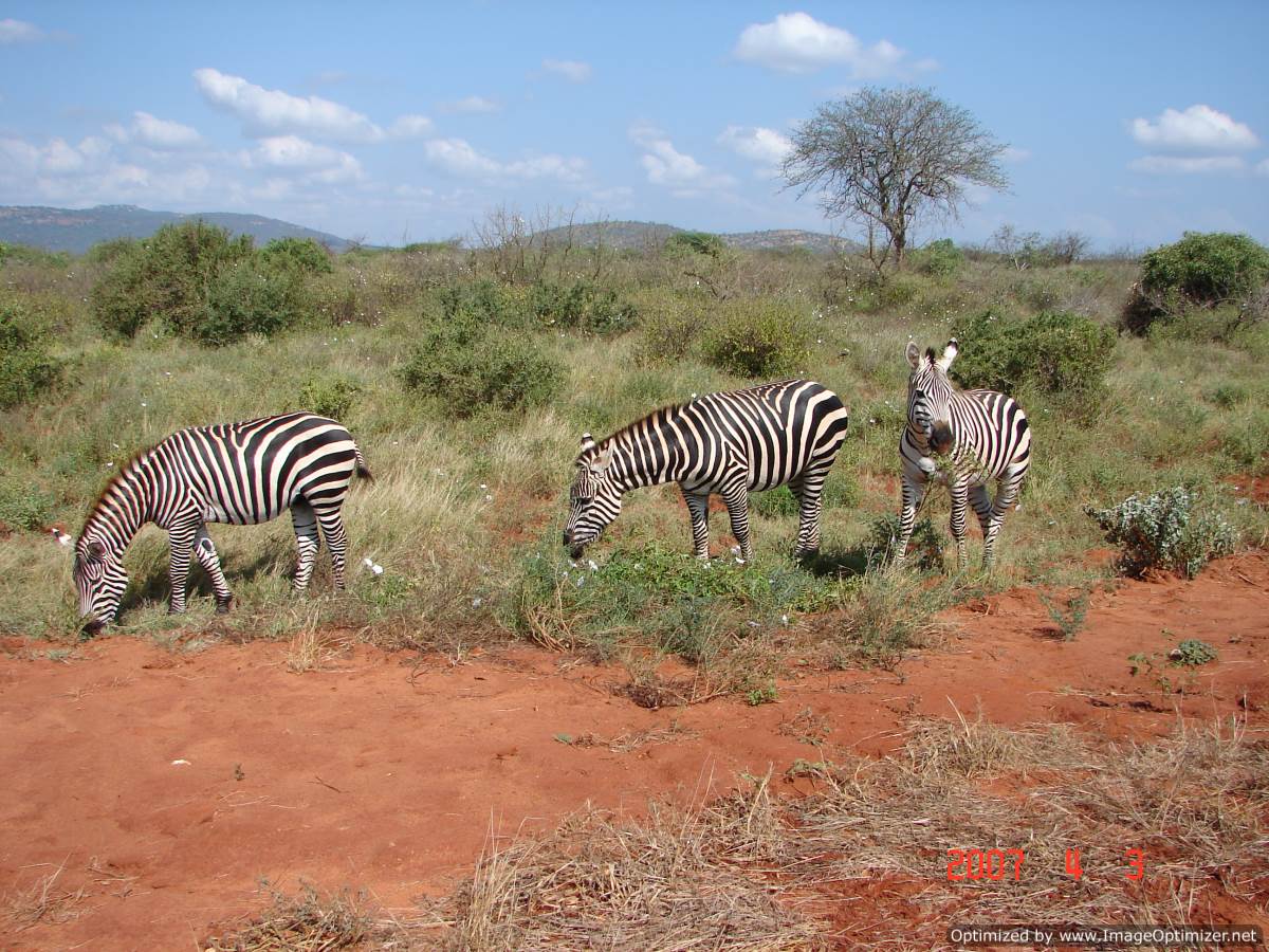 Panorama Safaris