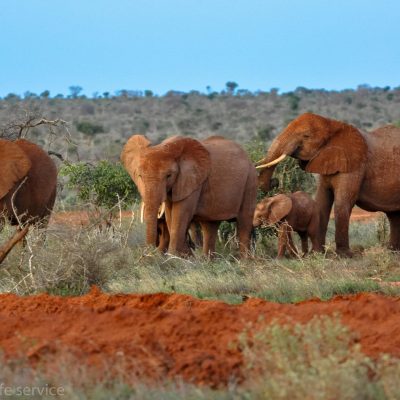 Tsavo