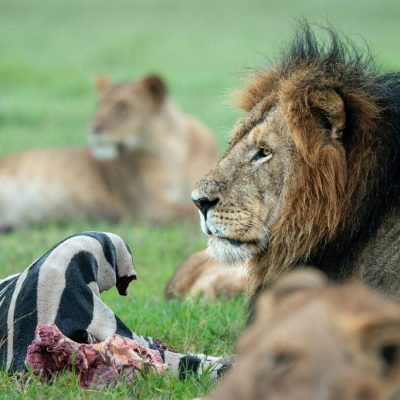 Maasai Mara