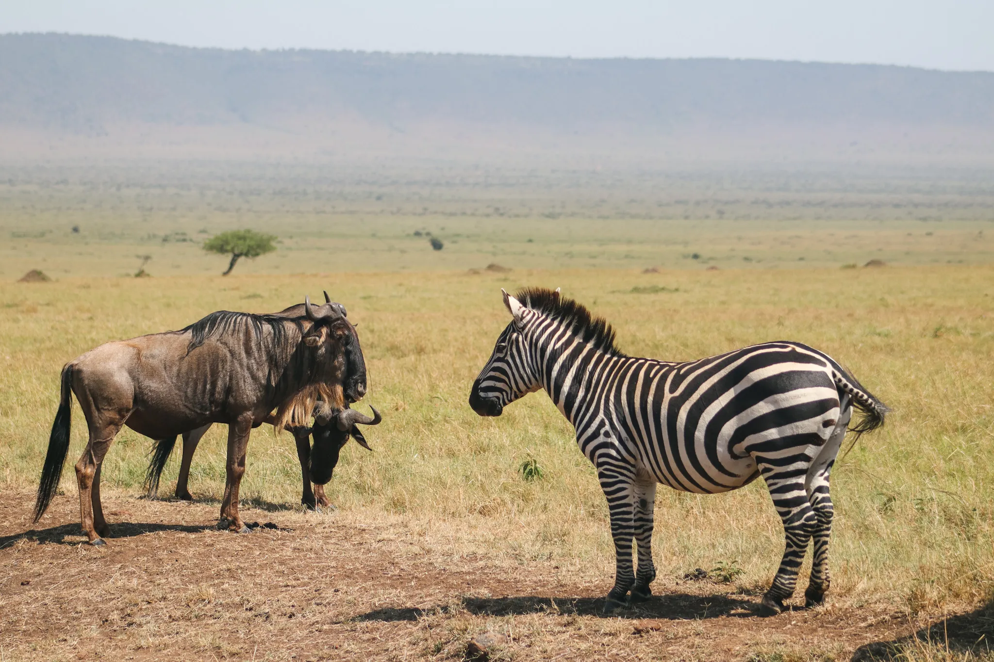 Panorama Safaris