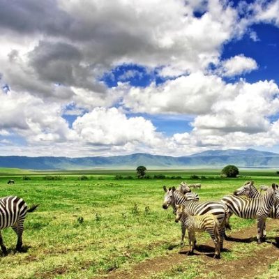 Ngorongoro