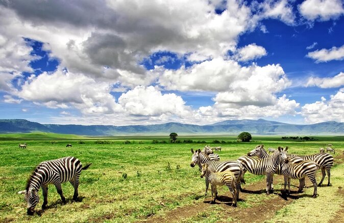 Panorama Safaris