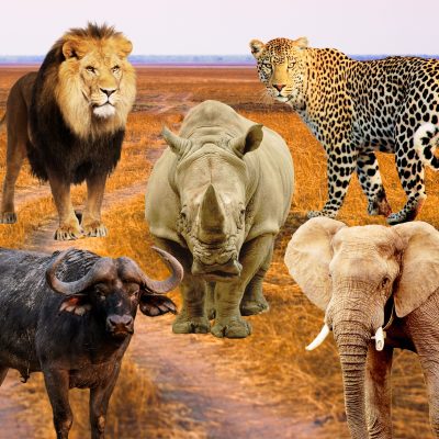 The Big Five