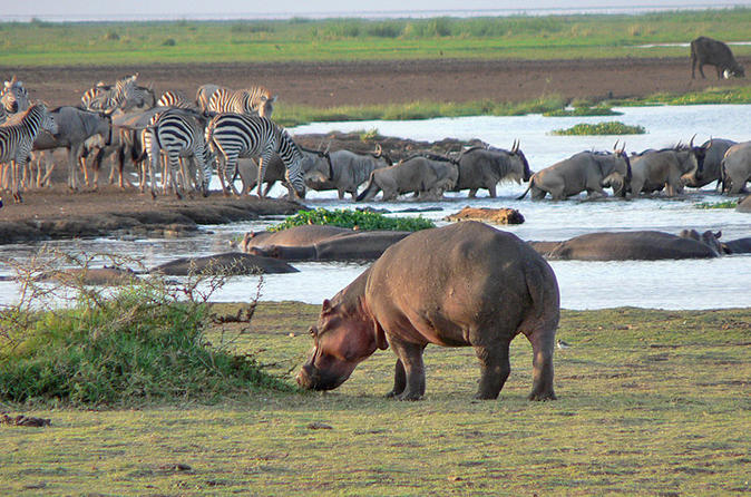 Panorama Safaris