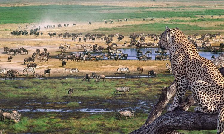 Panorama Safaris