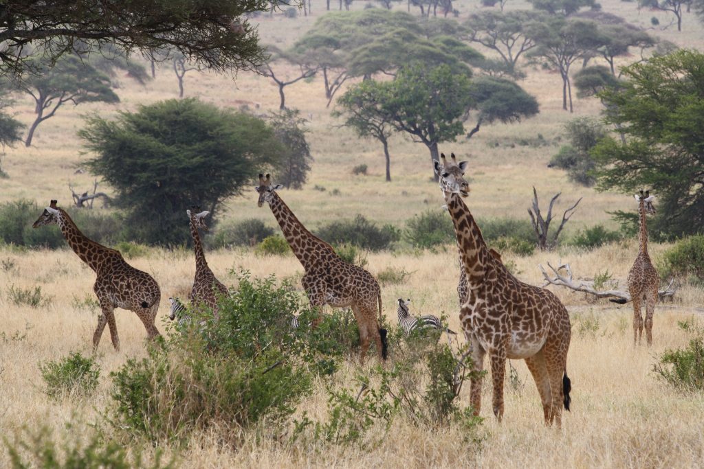 Panorama Safaris