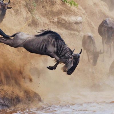 Wildebeest Migration