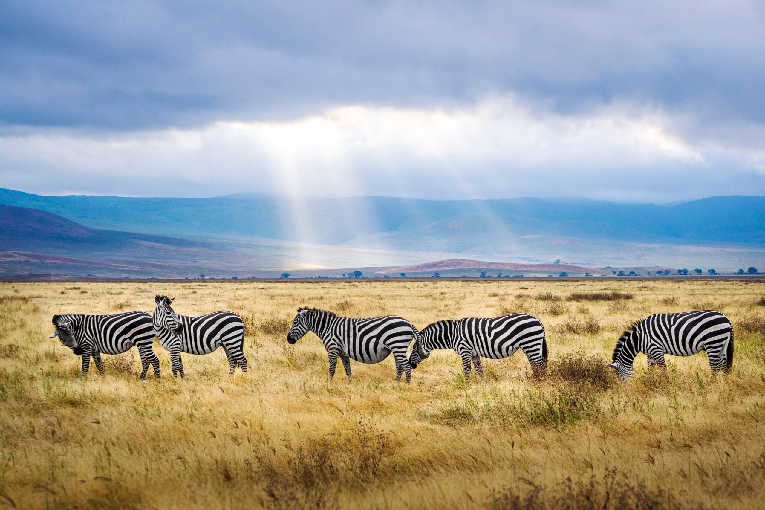 Panorama Safaris