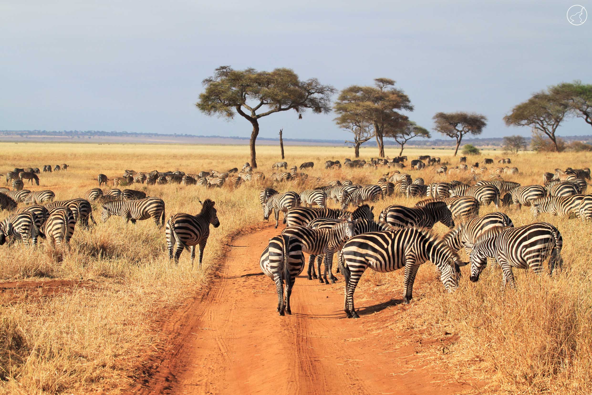 Panorama Safaris