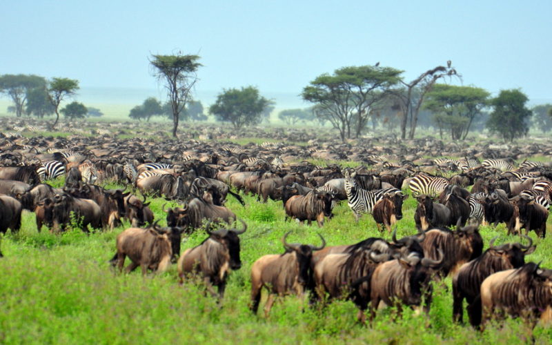 Panorama Safaris