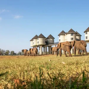 Salt Lick Safari Lodge