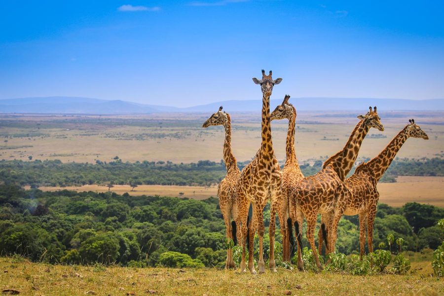 4 Days Masai Mara Great Migration Safari