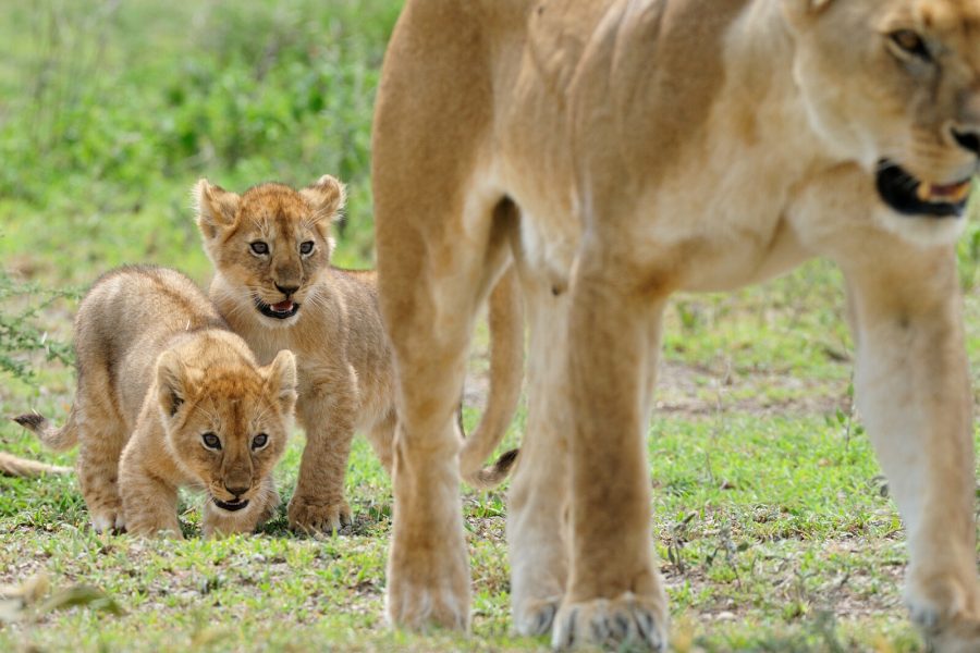 6 Days Migration Safari in Ndutu