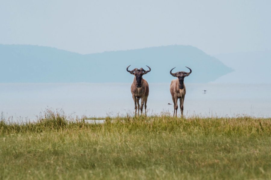 3-Day Safari Tarangire/Lake Manyara & Ngorongoro Crater