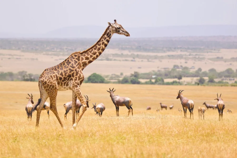 3 Days Masai Mara Adventure Camping Safaris