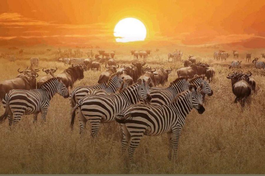 3 Days Amboseli Lodge Safaris