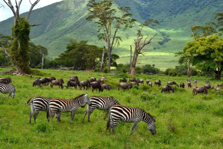 4 Days Migration Safari in Ndutu