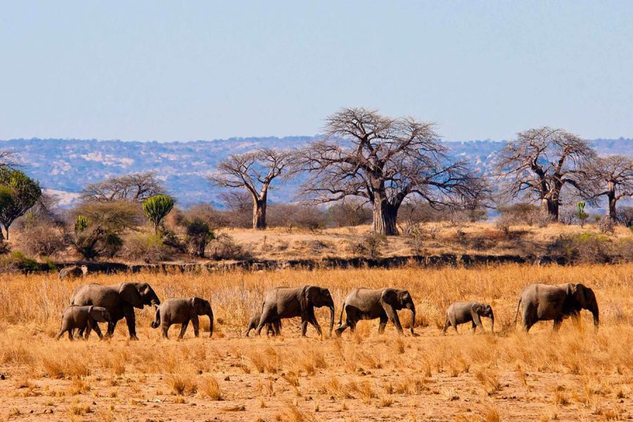 5-Day Tarangire, Serengeti & Ngorongoro