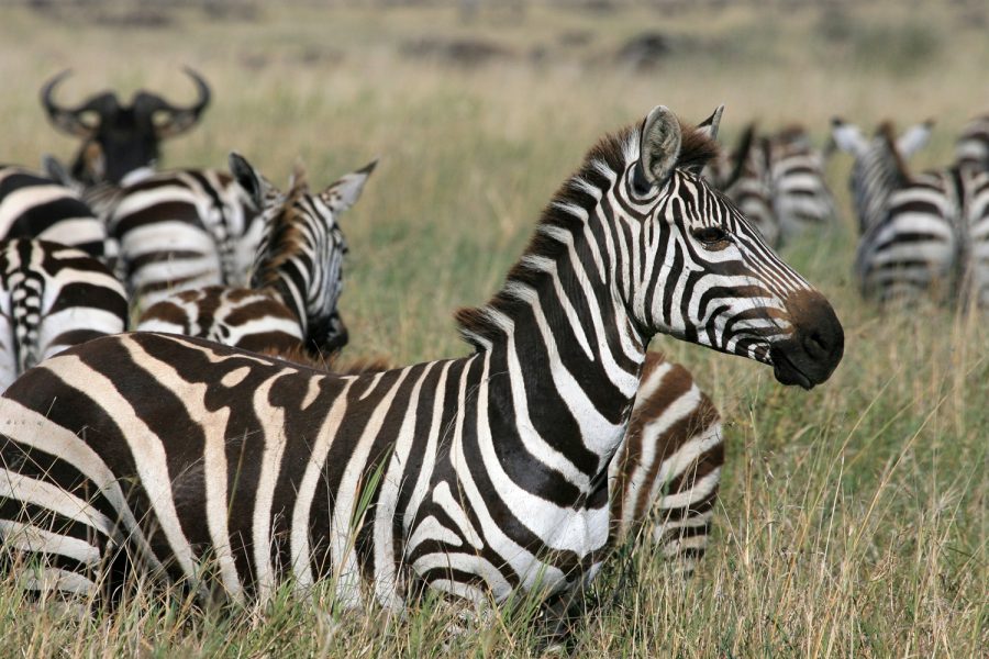 4-Day Tour Tarangire, Serengeti and Ngorongoro Crater