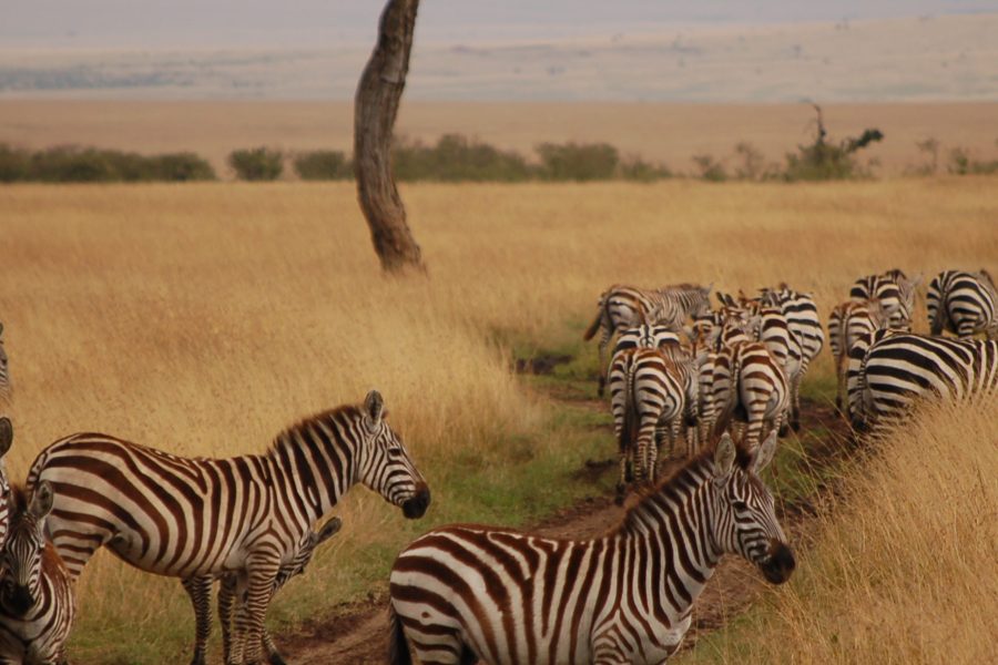 9 Days Safaris :Western Circuit/Masai Mara